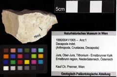 Foto (Objket + Etiketten) von Decapoda indet. 